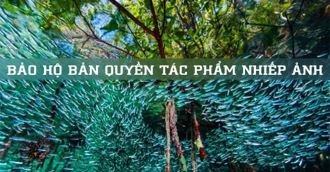 Quy định về bảo hộ tác phẩm nhiếp ảnh Quy định về bảo hộ tác phẩm nhiếp ảnh